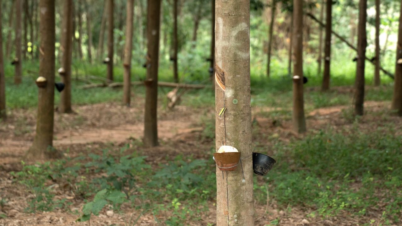 റബര്‍ ബോര്‍ഡ് പുറത്തുവിട്ട കണക്കനുസരിച്ച് ആര്‍എസ്എസ് 4 ഗ്രേഡിന്റെ വില നിലവില്‍ 187 രൂപയാണ്. എന്നാല്‍ 179-184 രൂപയ്ക്കിടെയാണ് പല സ്ഥലങ്ങളിലും വ്യാപാരികള്‍ ചരക്ക് ശേഖരിക്കുന്നത്. സംസ്ഥാന സര്‍ക്കാര്‍ പ്രഖ്യാപിച്ച 180 രൂപ താങ്ങുവിലയ്ക്കും താഴെയാണ് പല സ്ഥലങ്ങളിലെയും വില. 