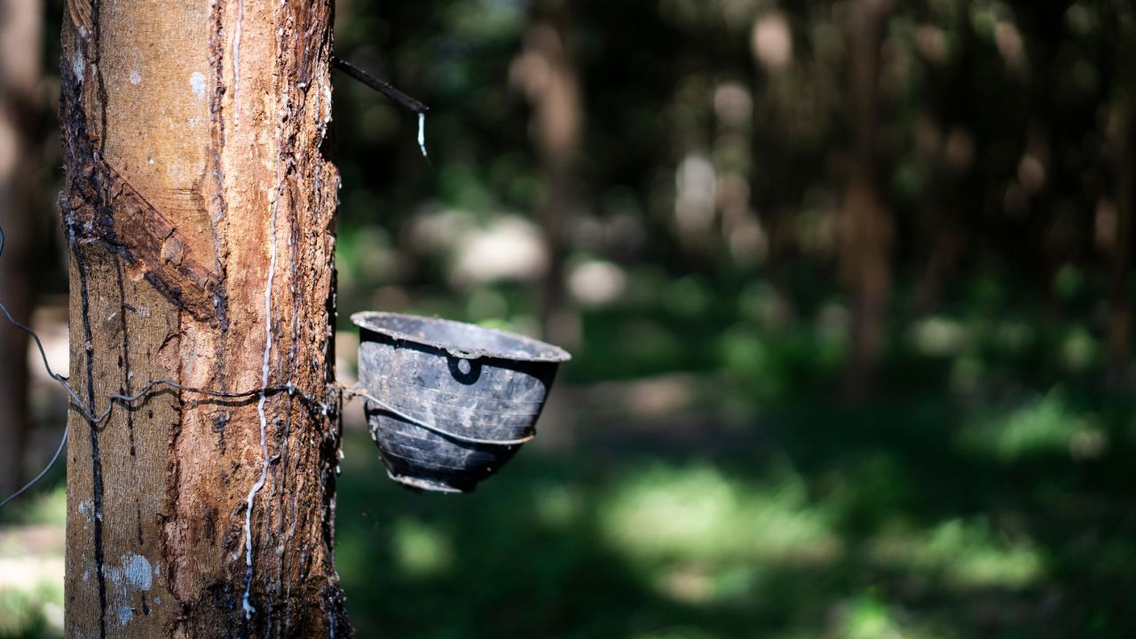 അതേസമയം, സംസ്ഥാനത്ത് റബര്‍ വിലയില്‍ ഉയര്‍ച്ച സംഭവിക്കാത്തത് കര്‍ഷകരില്‍ ആശങ്ക സൃഷ്ടിക്കുന്നു. മുന്‍ വര്‍ഷങ്ങളെ അപേക്ഷിച്ച് കേരളത്തില്‍ റബര്‍ ഉത്പാദനം കുറഞ്ഞു. ഉത്പാദനം കുറയുമ്പോള്‍ വല ഉയരുന്നതാണ് പതിവ് കാഴ്ചയെങ്കിലും, ഡിമാന്‍ഡ് ഉയരാത്തത് വിലയെ ബാധിക്കുന്നില്ല.