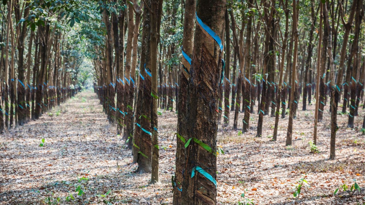 റബര്‍ ഷീറ്റുകള്‍ തൂക്കുന്നതിന് ഡിജിറ്റല്‍ ത്രാസുകള്‍ ഉപയോഗിക്കണമെന്നാണ് നിര്‍ദേശം. എന്നാല്‍ പലയിടങ്ങളിലും ഇത് പാലിക്കുന്നില്ല.