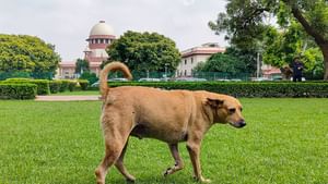 SC On Stray Dog Case: ‘മറ്റ് രാജ്യങ്ങൾക്ക് മുന്നിൽ ഇന്ത്യയുടെ പ്രതിച്ഛായ ഇടിയുന്നു’; തെരുവുനായ വിഷയത്തിൽ വിമർശിച്ച് സുപ്രീം കോടതി