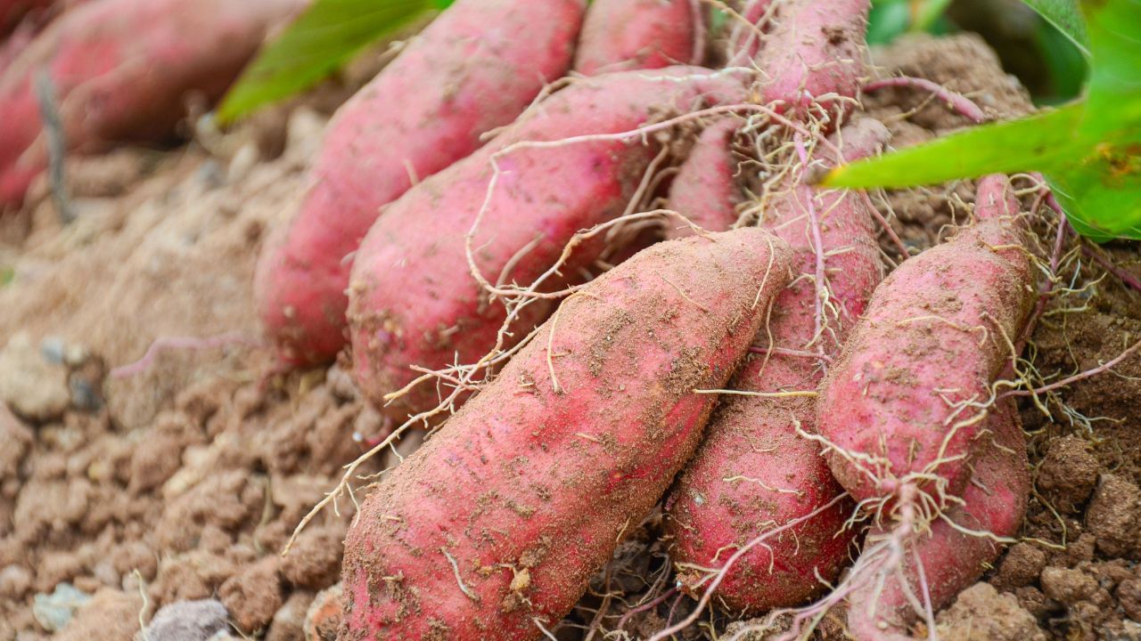 ഒട്ടും ഭയക്കാതെ തന്നെ നിങ്ങള്‍ക്ക് മധുരക്കിഴങ്ങ് കഴിക്കാവുന്നതാണ്. ധാരാളം പോഷകങ്ങള്‍ അടങ്ങിയ ഭക്ഷണമാണ് മധുരക്കിഴങ്ങ്. നാരുകള്‍, വൈറ്റമിനുകള്‍, ധാതുക്കള്‍, ആന്റിഓക്‌സിഡന്റുകള്‍ എന്നിവ മധുരക്കിഴങ്ങില്‍ ധാരാളമായി അടങ്ങിയിരിക്കുന്നു. മധുക്കിഴങ്ങിന്റെ ഗ്ലൈസെമിക് സൂചിക വേവിച്ച ഉരുളക്കിഴങ്ങിനേക്കാള്‍ കുറവാണെന്ന കാര്യം നിങ്ങള്‍ക്കറിയാമോ? അതിനാല്‍ തന്നെ പ്രമേഹരോഗികള്‍ക്ക് കുറഞ്ഞയളവില്‍ ധൈര്യമായി കഴിക്കാം. 

