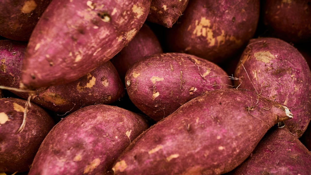 ടൈപ്പ് 2 പ്രമേഹത്തെ ചികിത്സിക്കുന്നതിനായി മധുരക്കിഴങ്ങ് സഹായിക്കുമെന്നാണ് ഗവേഷകര്‍ പറയുന്നത്. അതിന് സഹായിക്കുന്ന ഇപോമായ ബറ്റാറ്റസ് എന്ന സംയുക്തം മധുരക്കിഴങ്ങില്‍ അടങ്ങിയിരിക്കുന്നു. 

