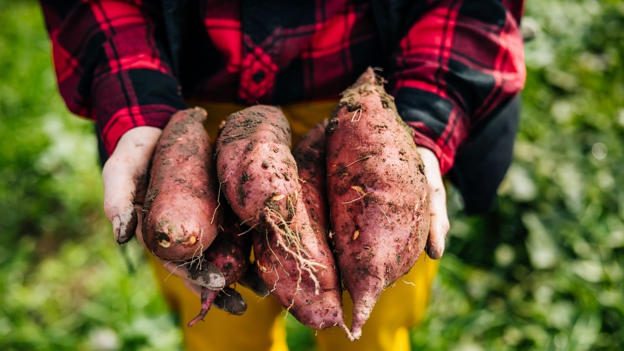 എന്നാല് മധുരക്കിഴങ്ങ് മാത്രമല്ല അതിന്റെ തൊലിയ്ക്കും ഒട്ടേറെ ആരോഗ്യഗുണങ്ങളുണ്ട്. മധുരക്കിഴങ്ങിന്റെ തൊലികളയുന്നത് അതിന്റെ 20 ശതമാനം വരെ പോഷകങ്ങള് നഷ്ടപ്പെടുന്നതിന് വഴിവെക്കുമെന്നാണ് പഠനങ്ങള് പറയുന്നത്. നാരുകള് കൂടുതലുള്ളത് മധുരക്കിഴങ്ങിന്റെ തൊലിയിലാണ്. തൊലിയോടെ മധുരക്കിഴങ്ങ് കഴിക്കുന്നത് കുടലില് നല്ല ബാക്ടീരിയകള് ഉണ്ടാകുന്നത് പ്രോത്സാഹിപ്പിക്കുന്നു.