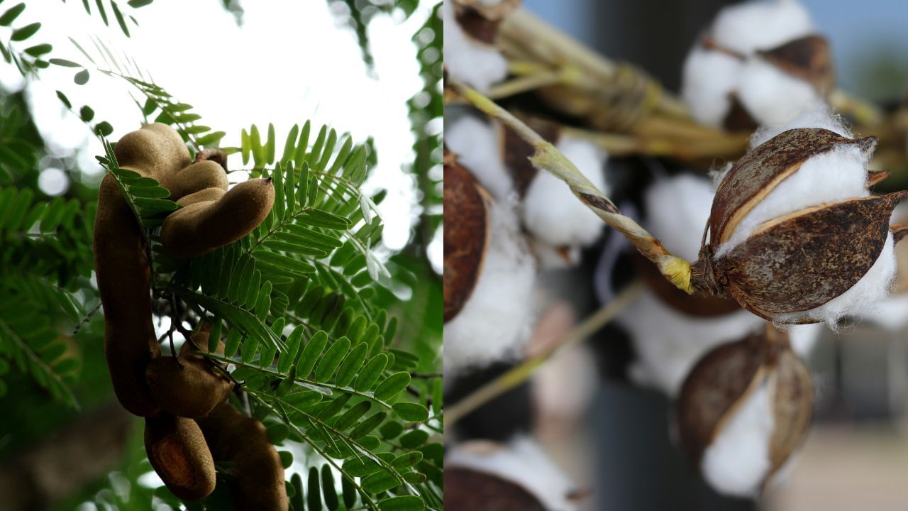 പുളിയും പരുത്തിയും: പുളിമരങ്ങൾ നെഗറ്റീവ് ശക്തികളെ ആകർഷിക്കുമെന്ന് വിശ്വസിക്കപ്പെടുന്നു. അതുപോലെ മരണാനന്തര ചടങ്ങുകളുമായി ബന്ധമുള്ളതിനാൽ പരുത്തി സസ്യങ്ങളും വീട്ടിൽ ഉണ്ടാകുന്നത് ശുഭകരമല്ല. (Photos Credit: Unsplash)