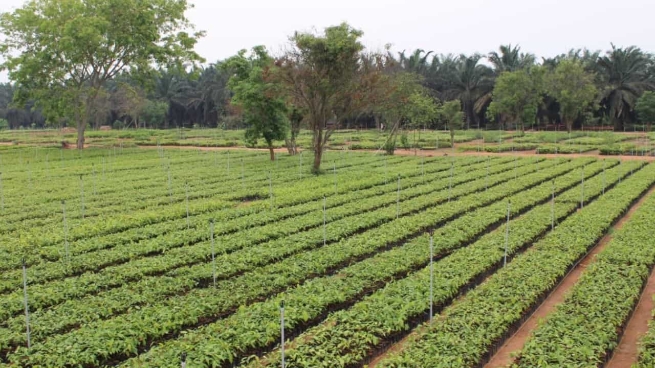 വനിതകള്‍ മാതൃകയാകുന്നു; കാവേരി കാളിങ് പദ്ധതിയ്ക്ക് 85 ലക്ഷം ചെടികള്‍