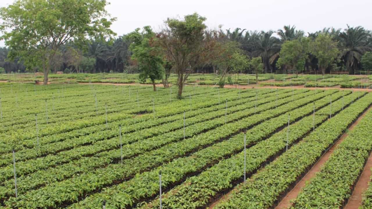 വനിതകള് മാതൃകയാകുന്നു; കാവേരി കാളിങ് പദ്ധതിയ്ക്ക് 85 ലക്ഷം ചെടികള് വനിതകള് മാതൃകയാകുന്നു; കാവേരി കാളിങ് പദ്ധതിയ്ക്ക് 85 ലക്ഷം ചെടികള്