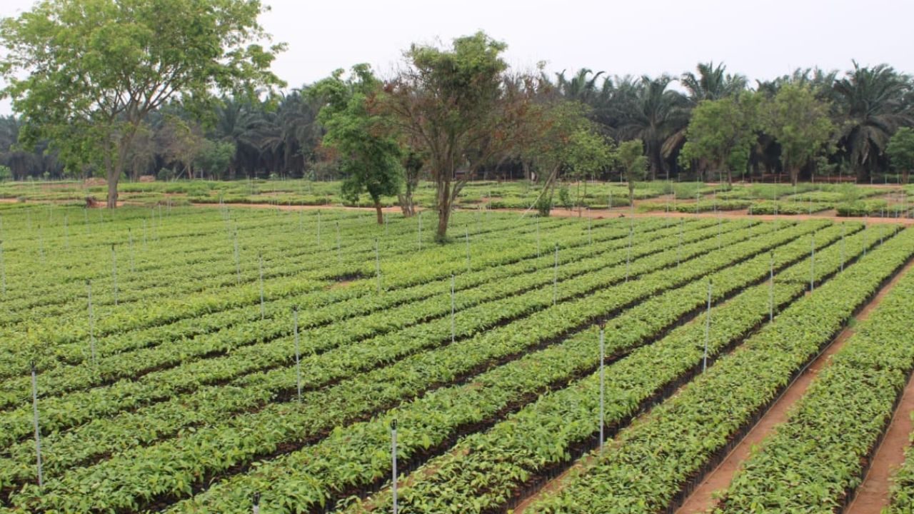 വനിതകള്‍ മാതൃകയാകുന്നു; കാവേരി കാളിങ് പദ്ധതിയ്ക്ക് 85 ലക്ഷം ചെടികള്‍