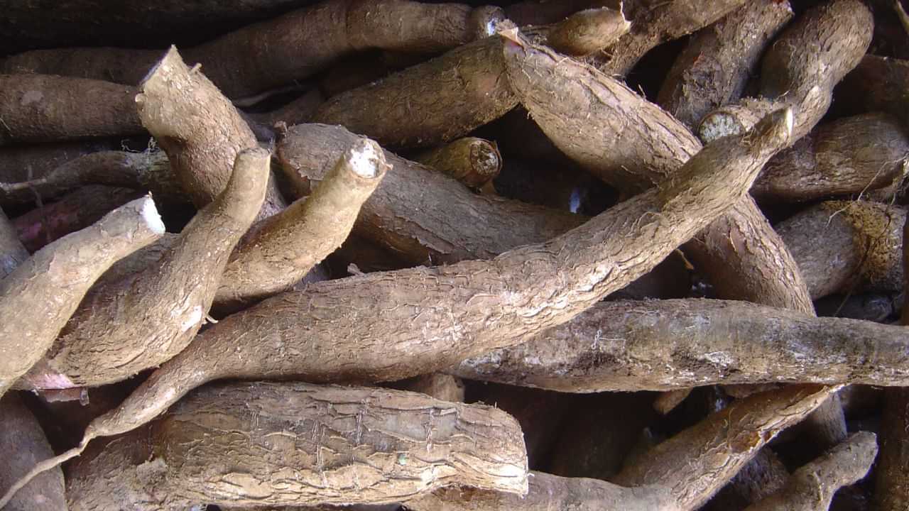 Tapiocas story: കപ്പൽ വഴി വന്നതിനാൽ കപ്പയായി, വിദേശിയായ മരച്ചീനി മലയാളിക്ക് സ്വന്തമായത് ഇങ്ങനെ