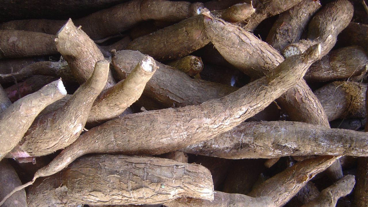 Tapioca’s story: കപ്പൽ വഴി വന്നതിനാൽ കപ്പയായി, വിദേശിയായ മരച്ചീനി മലയാളിക്ക് സ്വന്തമായത് ഇങ്ങനെ