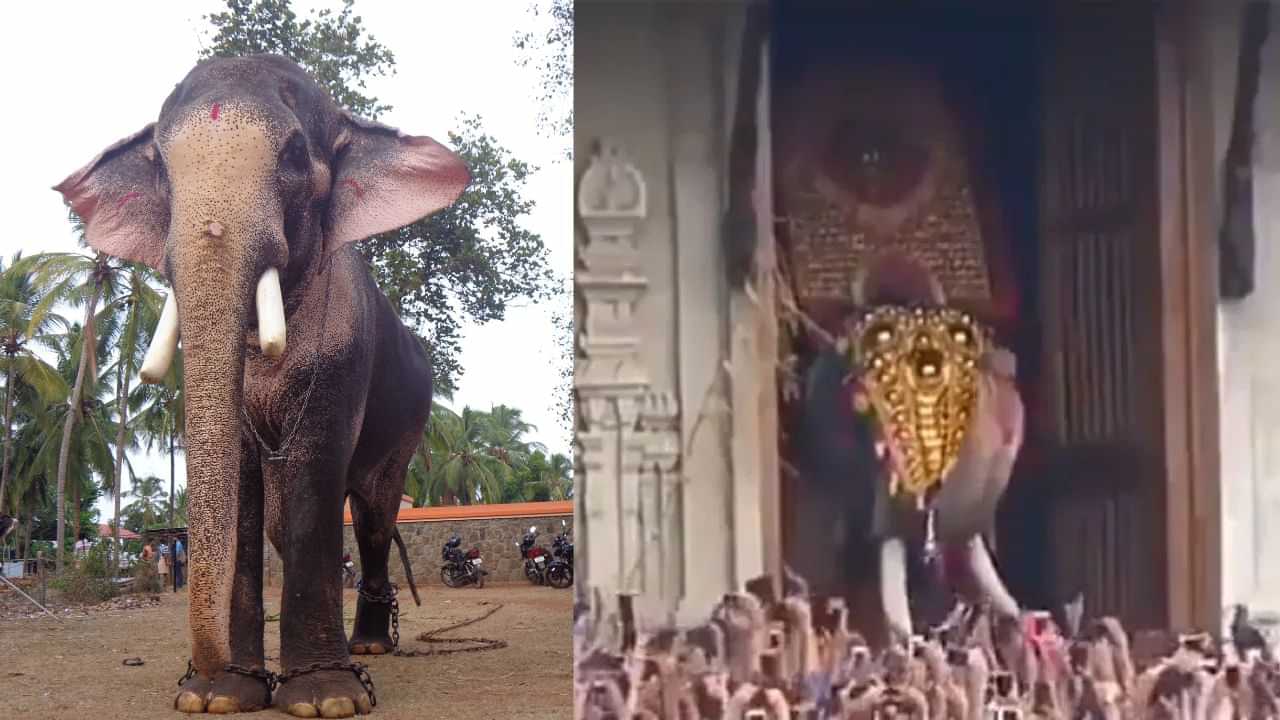 Thechikottukavu ramachandran: തെച്ചിക്കോട്ടുകാവ് രാമചന്ദ്രൻ വീണ്ടും റെക്കോർഡിലേക്ക്; ഏക്കത്തുകയിൽ വീണ്ടും ചരിത്രം