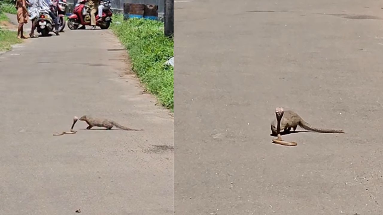 Viral Video: ഘോരയുദ്ധം… കൊത്തി വലിച്ച് ഒരോട്ടം! കീരിയും പാമ്പുമെന്ന് കേട്ടിട്ടേ ഉള്ളൂ… കാണാത്തവർ കണ്ടോളൂ, വീഡിയോ വൈറൽ