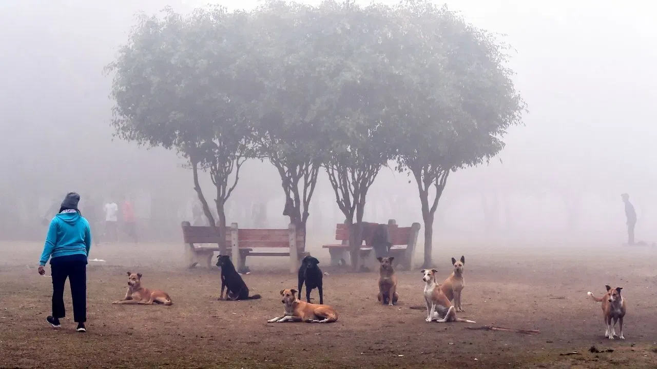 La Niña In India: തണുപ്പ് ഇത്തവണ നേരത്തെയോ… ശൈത്യം കടുക്കുമോ … ലാ നിനയെപ്പറ്റി അറിയേണ്ടതെല്ലാം