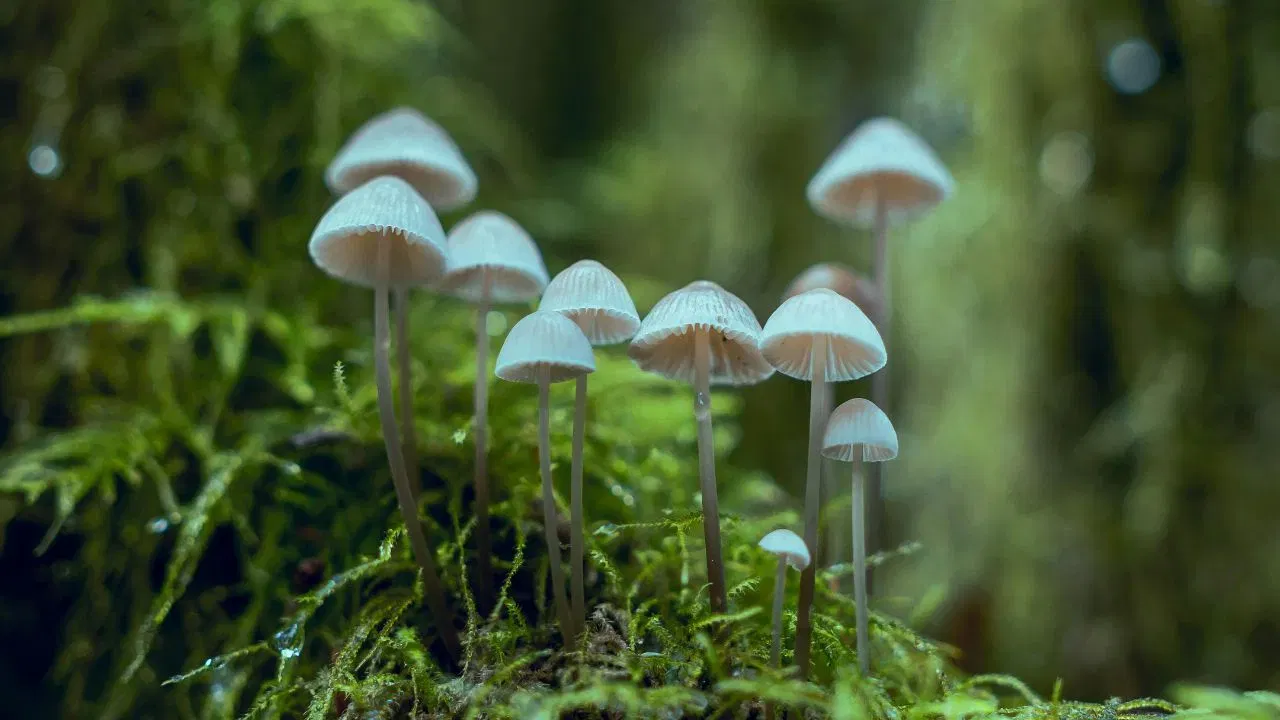 Thiruvananthapuram mushroom poisoning: തിരുവനന്തപുരത്ത് കൂൺ കഴിച്ച് ദേഹാസ്വാസ്ഥ്യം ഉണ്ടായ ആറുപേർ ആശുപത്രിയിൽ