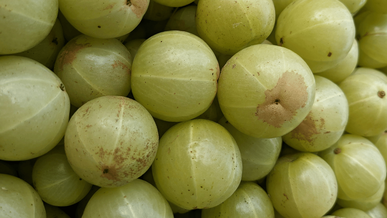 ഗർഭിണികളും മുലയൂട്ടുന്ന അമ്മമാരും നെല്ലിക്ക അമിതമായി കഴിക്കാതിരിക്കാൻ ശ്രദ്ധിക്കുക.
അമിതമായി കഴിക്കുമ്പോൾ ഇത് ദഹനപ്രശ്നങ്ങൾ, വയറുവീർക്കൽ, വയറിളക്കം, നിർജ്ജലീകരണം എന്നിവയ്ക്ക് കാരണമായേക്കാം. (Image Credit: Getty Images)