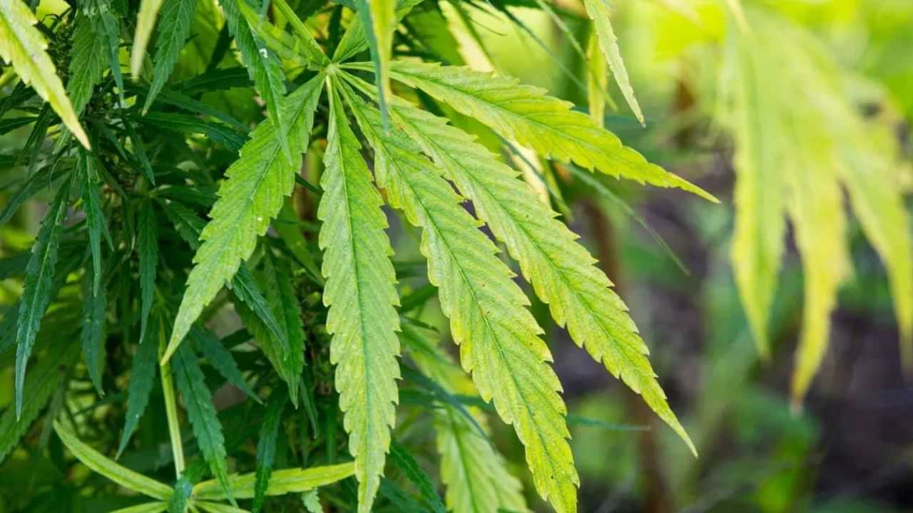 Cannabis Seized: പത്തനാപുരം ഡിപ്പോയിലെ കെഎസ്ആർടിസി ബസിനുള്ളിൽ കഞ്ചാവ്