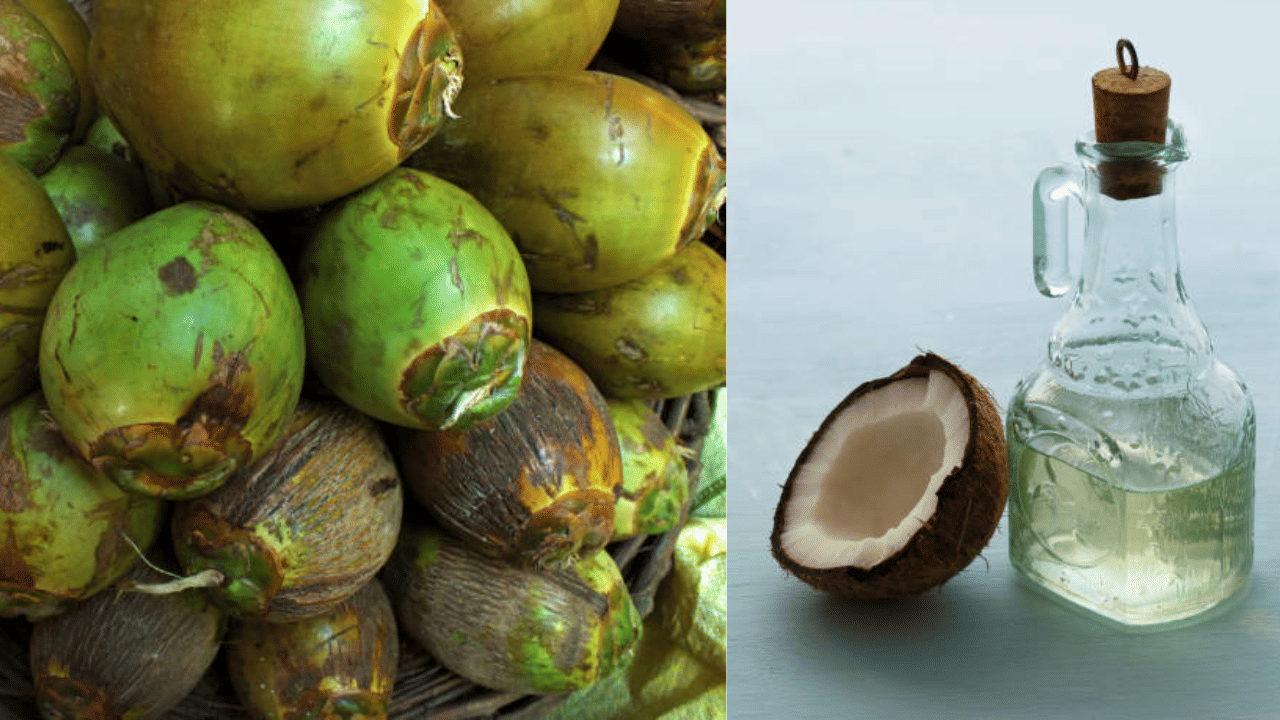 Coconut Oil Price: ഇടനിലക്കാർ കുറഞ്ഞു, തേങ്ങവില കൂടി; വെളിച്ചെണ്ണ വിലയോ?