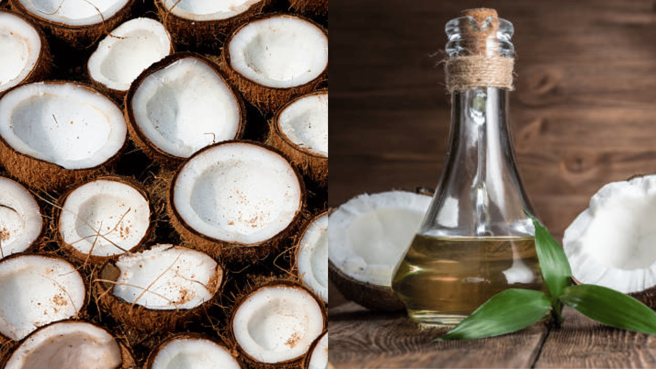 Coconut Price Hike: മണ്ഡലകാലം അടുത്തു, അങ്കം വെളിച്ചെണ്ണയും തേങ്ങയും തമ്മിൽ; നേട്ടം ഇവർക്കും..