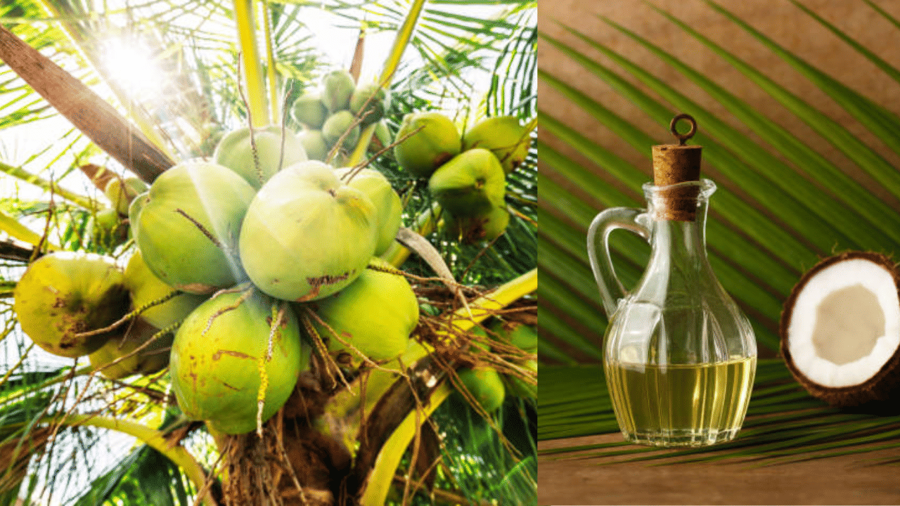 Coconut Price: തമിഴ്നാടിനോട് പ്രിയം, നൂറിലേക്ക് കുതിച്ച് തേങ്ങ വില; വെളിച്ചെണ്ണയോ?