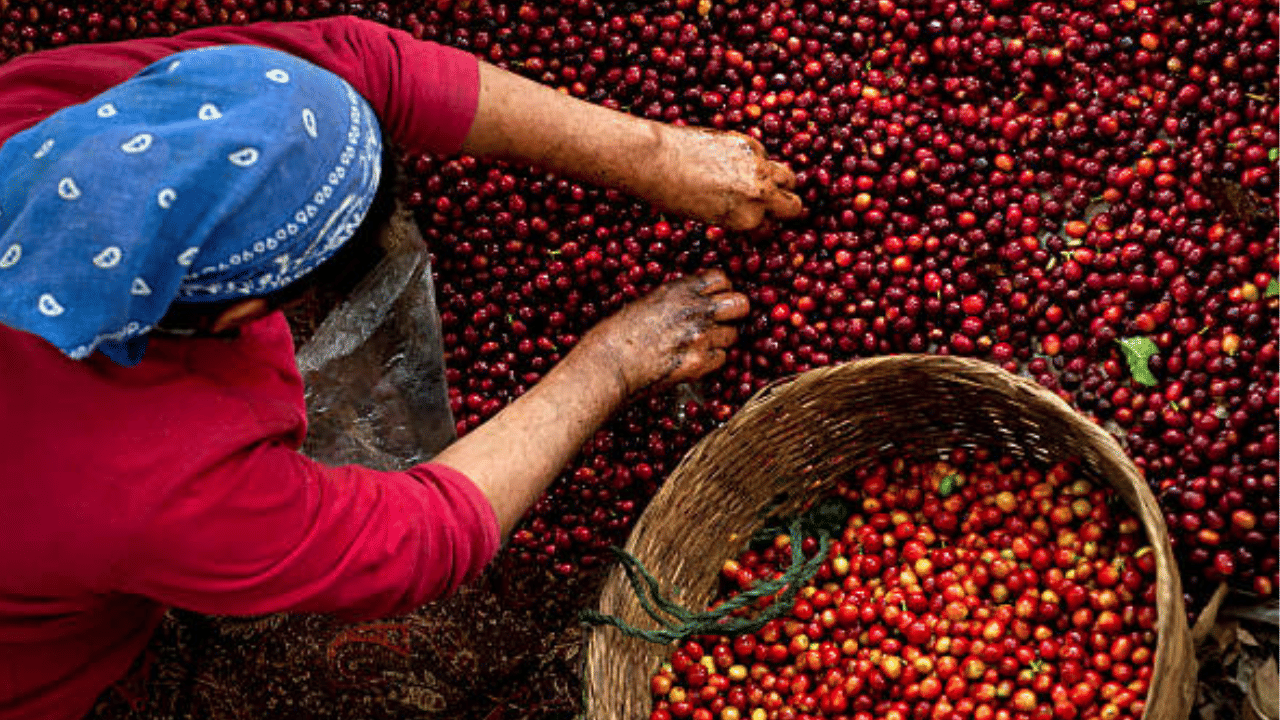 ലോകത്തിലെ ഏറ്റവും വലിയ അറബിക്ക കാപ്പി ഉത്പാദിപ്പിക്കുന്ന രാജ്യമാണ് ബ്രസീൽ. ഇത്തവണ ബ്രസീലിയയിൽ ശരാശരിയിൽ കൂടുതൽ മഴ ലഭിച്ചത് കാപ്പി വില കുറയാൻ കാരണമായിട്ടുണ്ട്. (Image Credit: Getty Images)