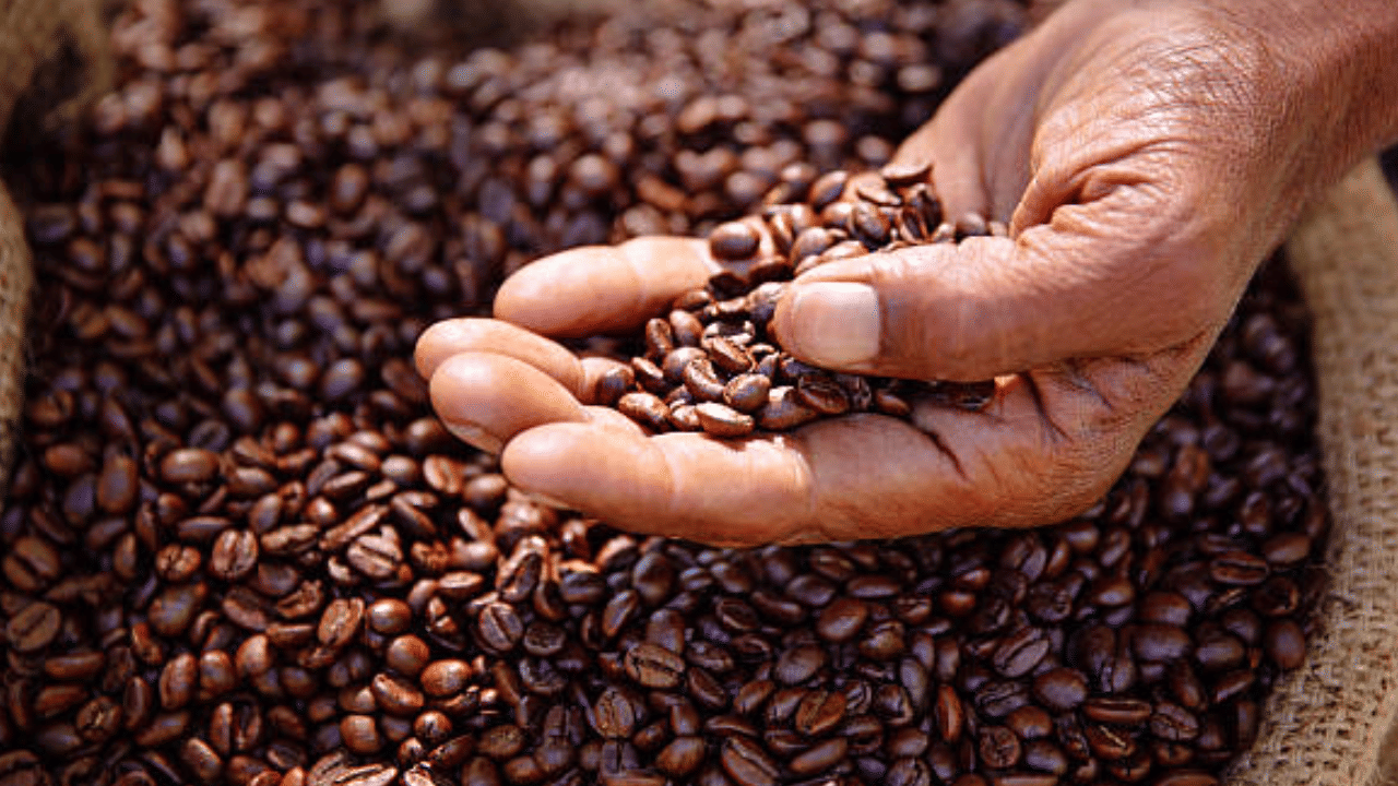 മലയാളികൾക്ക് ഏറെ പ്രധാനപ്പെട്ട സു​ഗന്ധവ്യജ്ഞനമാണ് കാപ്പി. അതുകൊണ്ട് തന്നെ കാപ്പി വിലയിൽ ഉണ്ടാവുന്ന ഏറ്റക്കുറച്ചിലുകൾ മലയാളികളെയും ആശങ്കയിലാഴ്ത്തും. നിലവിൽ കാപ്പിവിലയിൽ ഇടിവ് സംഭവിച്ചിട്ടുണ്ട്. (Image Credit: Getty Images)