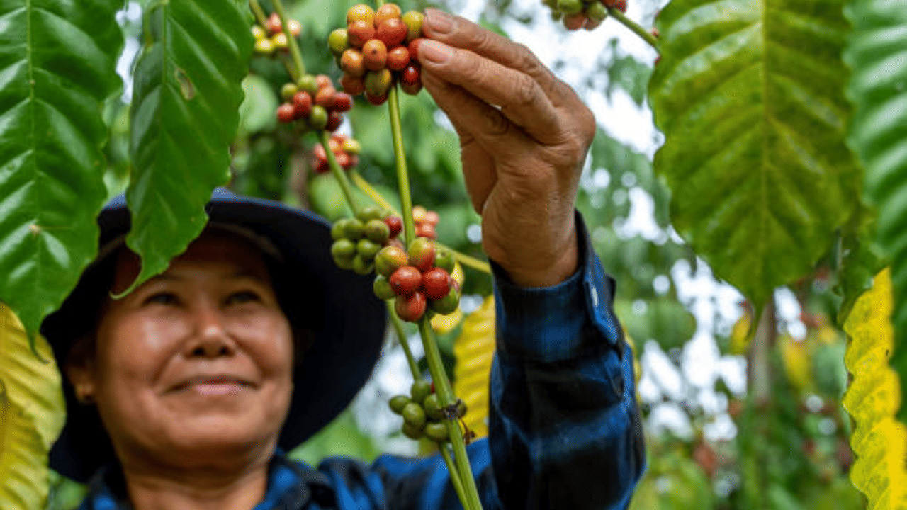 Coffee Price: മഴ തുണച്ചു, കാപ്പി വിലയിൽ ഇടിവ്; കേരളത്തിലോ?