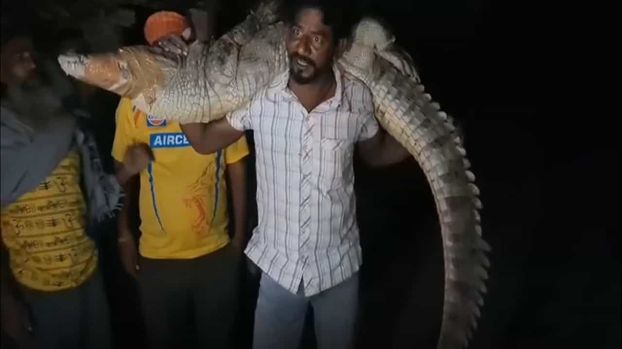 Viral News: ഇതാര് ഗ്രേറ്റ് കാളിയോ? ഭീമന്‍ മുതലയെ തൂക്കിയെടുത്ത് യുവാവ്‌