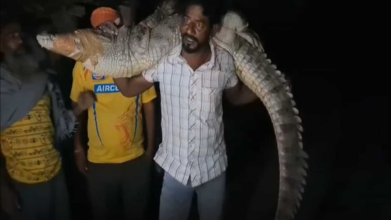 Viral News: ഇതാര് ഗ്രേറ്റ് കാളിയോ? ഭീമന്‍ മുതലയെ തൂക്കിയെടുത്ത് യുവാവ്‌