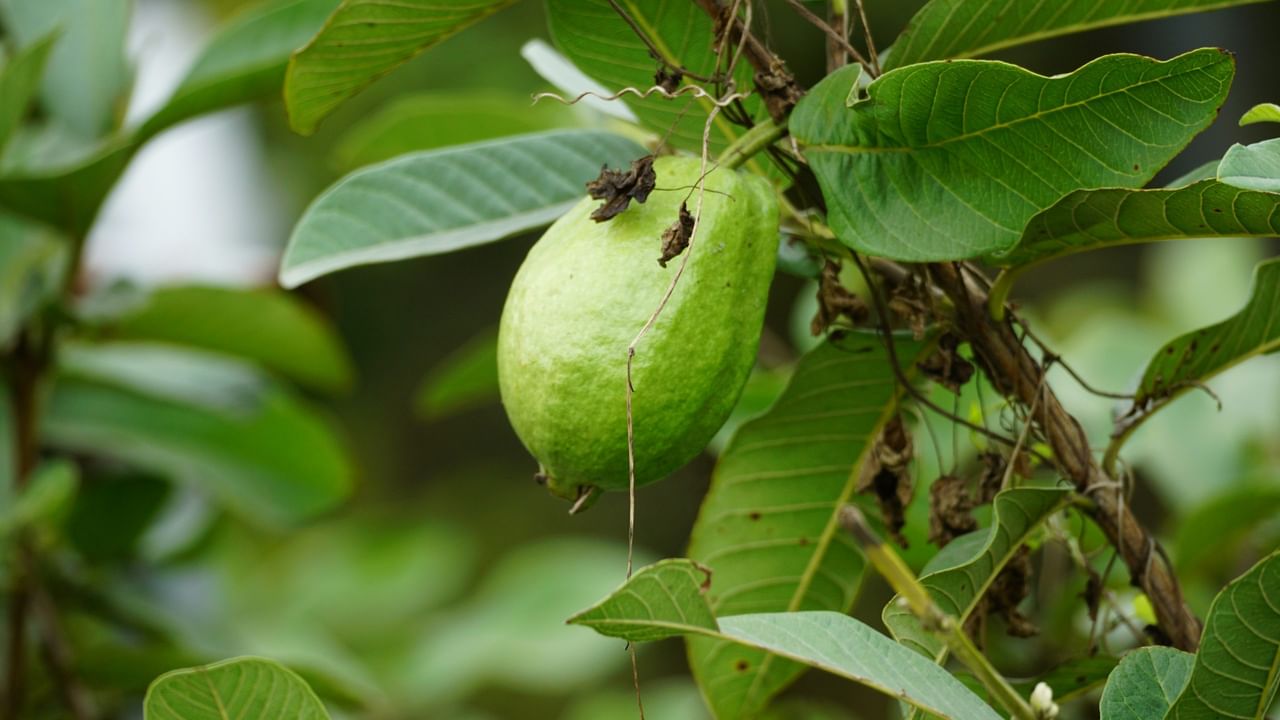 രക്തത്തിലെ പഞ്ചസാര: പ്രമേഹമുള്ളവർക്കും അത് വരാൻ സാധ്യതയുള്ളവർക്കും പേരയില വളരെയധികം ​ഗുണം ചെയ്യും. ഇൻസുലിൻ സംവേദനക്ഷമത മെച്ചപ്പെടുത്തുന്നതിലൂടെയും കാർബോഹൈഡ്രേറ്റുകൾ പഞ്ചസാരയായി മാറുന്നത് മന്ദഗതിയിലാക്കുന്നതിലൂടെയും രക്തത്തിലെ ഗ്ലൂക്കോസിന്റെ അളവ് നിയന്ത്രിക്കാൻ സഹായിക്കുന്ന സംയുക്തങ്ങൾ ഇലകളിൽ അടങ്ങിയിട്ടുണ്ട്. വെറുംവയറ്റിൽ പേരയില കഴിക്കുന്നത് പ്രമേഹ രോ​ഗികൾക്ക് നല്ലതാണ്. (Image Credits: Getty Images)