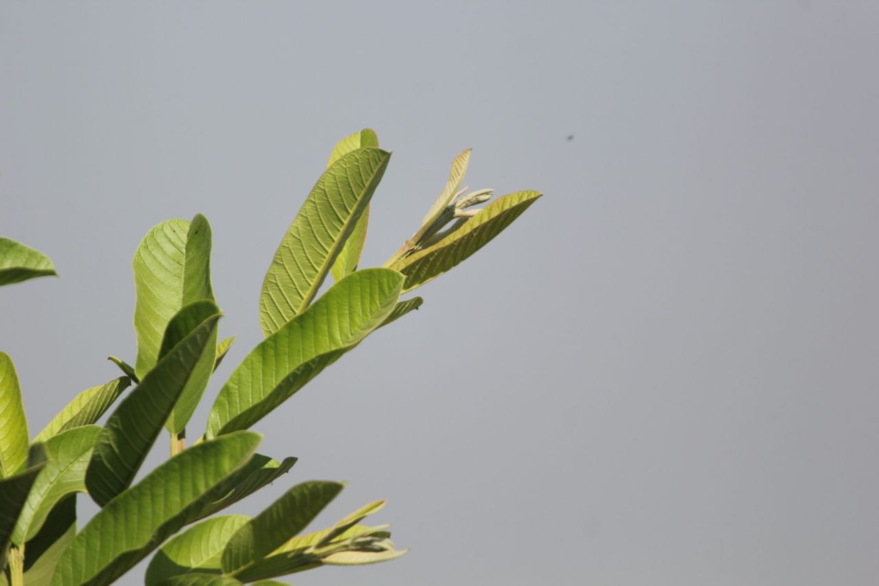 കൊളസ്ട്രോൾ കുറയ്ക്കുന്നു: പേരയ്ക്കയുടെ ഇലകൾ പതിവായി കഴിക്കുന്നത് കൊളസ്ട്രോൾ നിയന്ത്രിക്കാനും സഹായിച്ചേക്കാം. ഈ ഇലകളിലെ ബയോ ആക്റ്റീവ് സംയുക്തങ്ങൾ മോശം കൊളസ്ട്രോളിനെ കുറയ്ക്കുകയും നല്ല കൊളസ്ട്രോളിൻ്റെ അളവ് പിന്തുണയ്ക്കുകയും ചെയ്യുന്നു. ഹൃദയ സംബന്ധമായ അസുഖങ്ങൾക്ക് കാരണമാകുന്ന ധമനികളിൽ കൊഴുപ്പ് അടിഞ്ഞുകൂടുന്നത് തടയുന്നതിലൂടെ ഇത് ഹൃദയാരോഗ്യത്തിന് സഹായിക്കുന്നു.  (Image Credits: Getty Images)