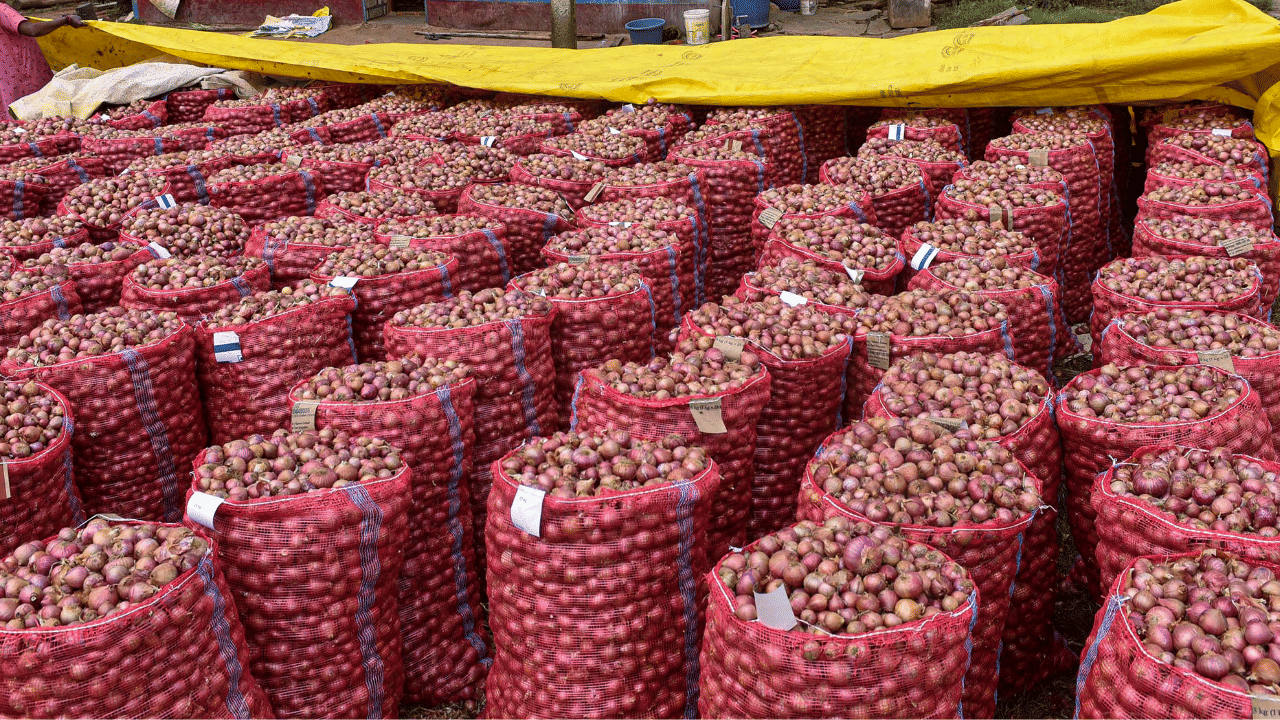 സ്വർണത്തിനും വെളിച്ചെണ്ണയ്ക്കും പിന്നാലെ മലയാളികൾക്ക് പ്രധാനപ്പെട്ട ഉള്ളിയിലും വമ്പൻ വില വർദ്ധനവ് വരുന്നു. കനത്ത മഴയാണ് വില്ലനായത്. മഹാരാഷ്ട്രയില് പെയ്ത മഴയില് 80 ശതമാനം ഉള്ളികൃഷിയാണ് നശിച്ചത്. (Image Credit: PTI)