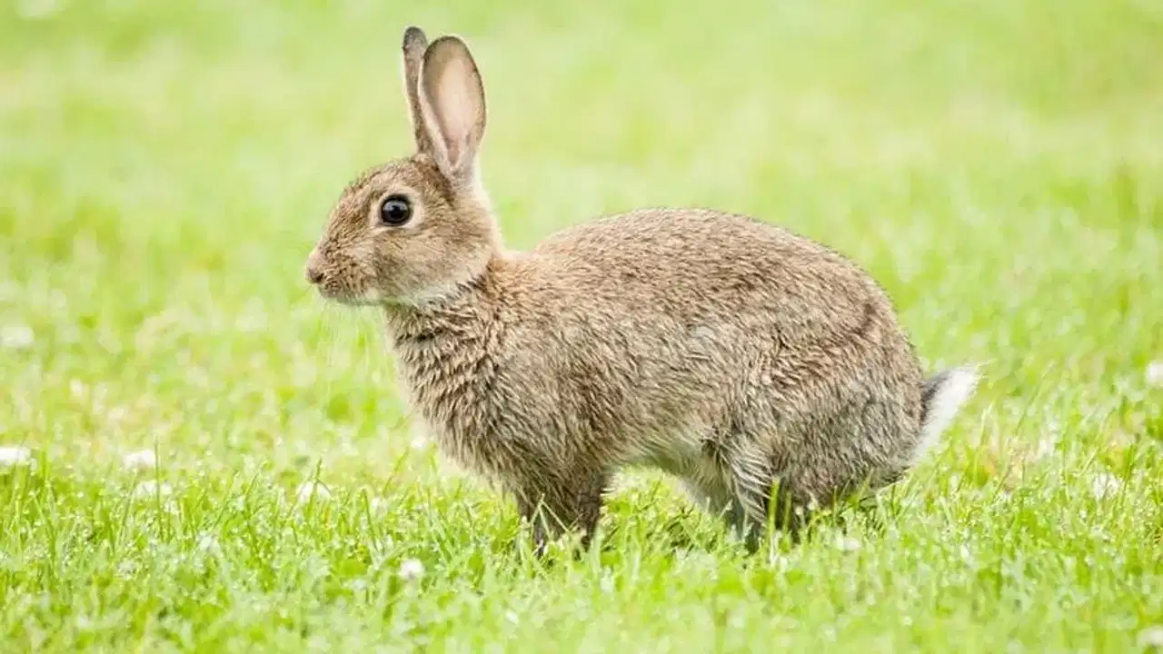 Rabbits eating own babies: പ്രസവിച്ചയുടൻ സ്വന്തം കുഞ്ഞുങ്ങളെ  അമ്മ മുയൽ തിന്നുന്നുവോ? കാരണം ഇതാണ്...
