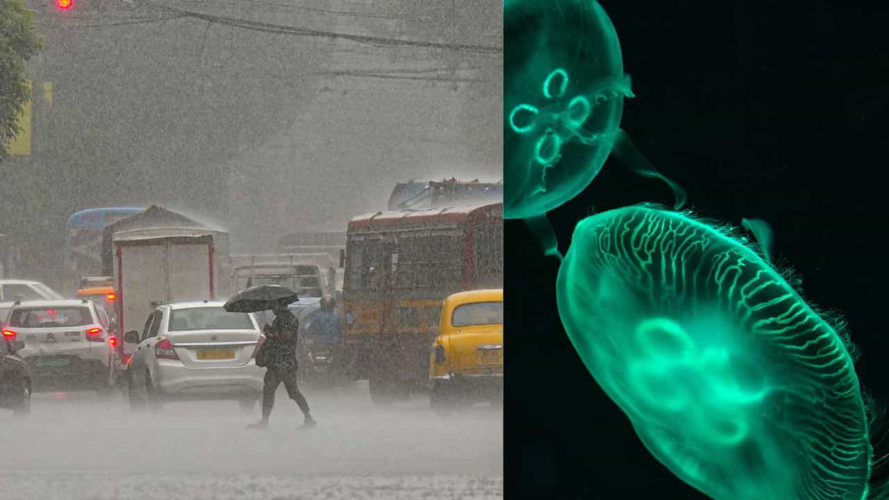 Amoebic Meningitis: തുലാവർഷമെത്തുന്നു... അമീബിക് മസ്തിഷ്കജ്വരത്തെ ഇനിയാണ് സൂക്ഷിക്കേണ്ടത്... കാരണം