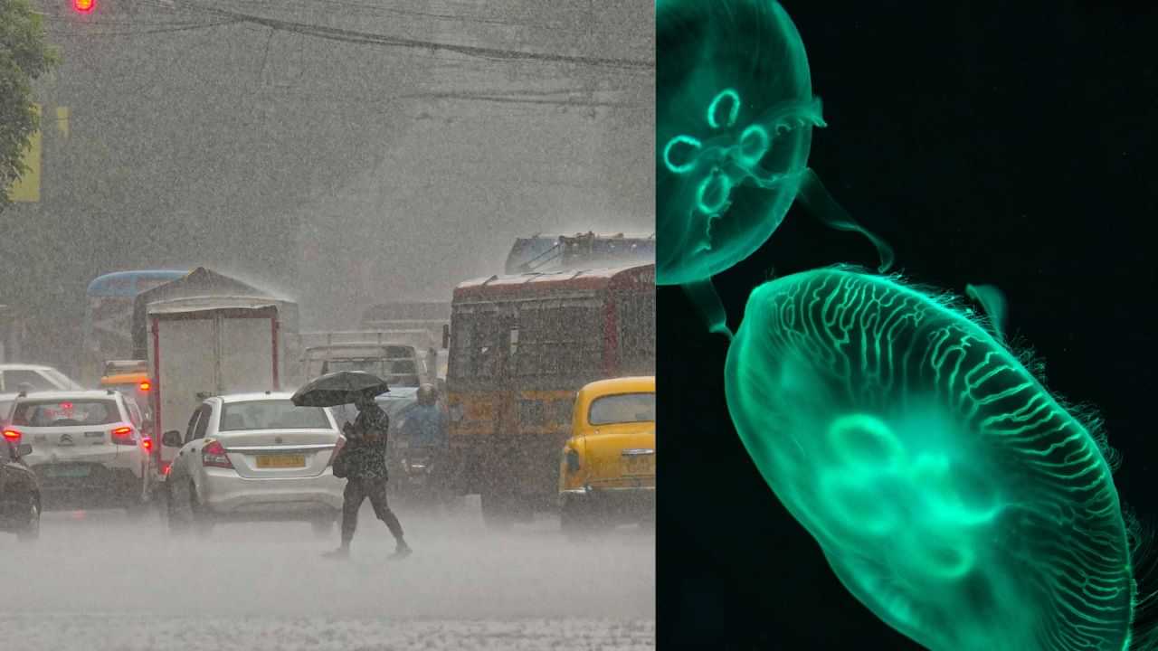 Amoebic Meningitis: തുലാവർഷമെത്തുന്നു... അമീബിക് മസ്തിഷ്കജ്വരത്തെ ഇനിയാണ് സൂക്ഷിക്കേണ്ടത്... കാരണം Amoebic Meningitis: തുലാവർഷമെത്തുന്നു... അമീബിക് മസ്തിഷ്കജ്വരത്തെ ഇനിയാണ് സൂക്ഷിക്കേണ്ടത്... കാരണം