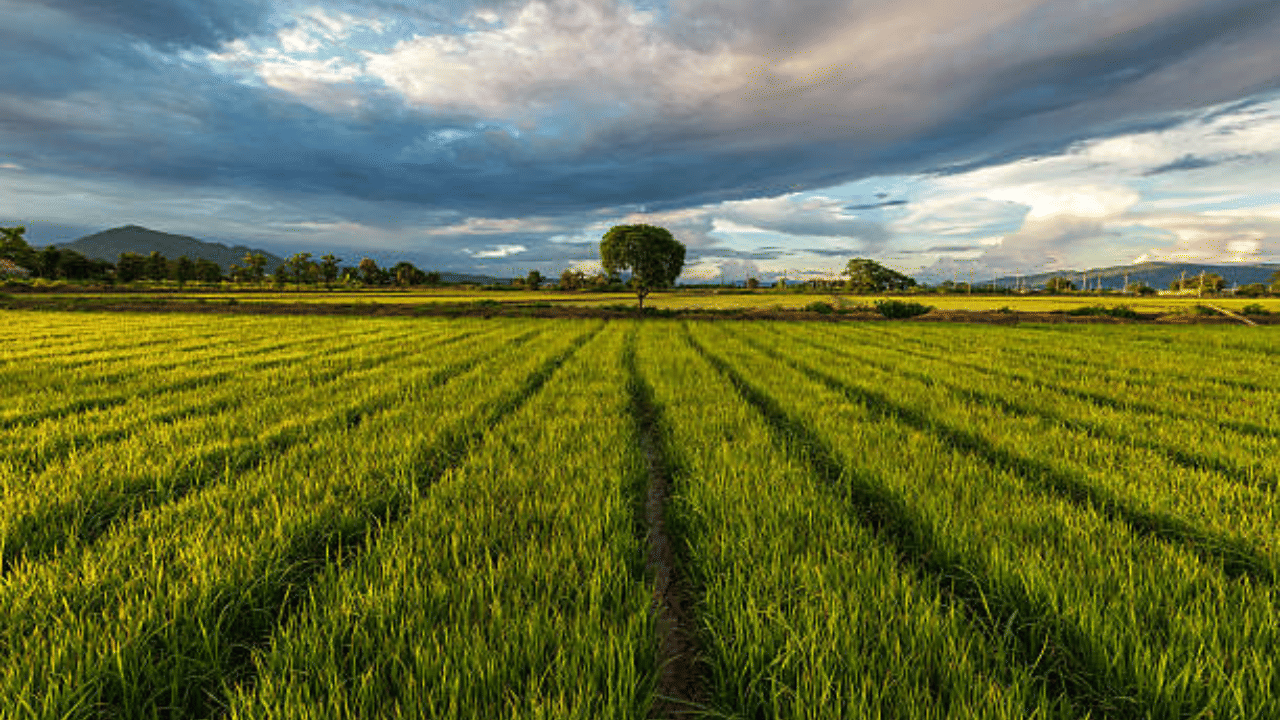 Crop Damage: കനത്ത മഴയിൽ വിളനാശം; ഹെൽപ്പ് ലൈനുകളും എഐഎം പോർട്ടലും തുറന്ന് സർക്കാർ
