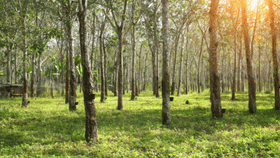 കേരളത്തിലെ റബ്ബർ നഴ്സറികൾക്ക് ഇത് അഭിമാന നിമിഷം