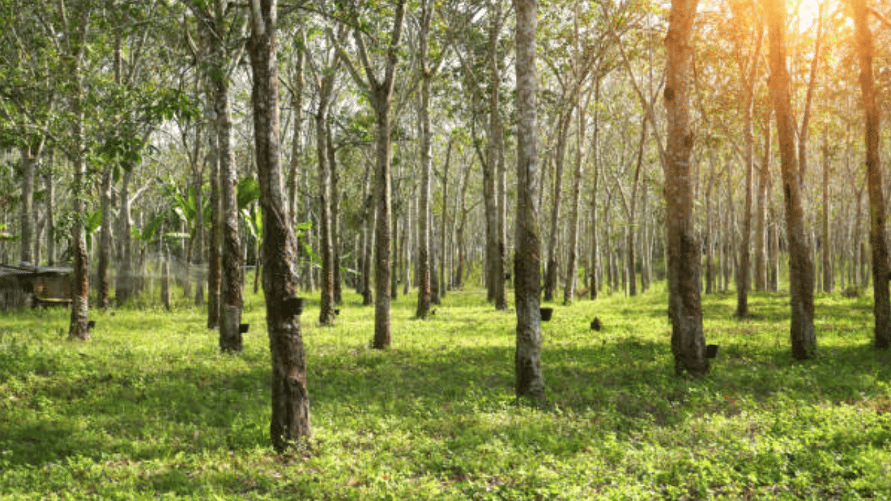 Rubber Mission: കേരളത്തിലെ റബ്ബർ നഴ്സറികൾക്ക് ഇത് അഭിമാന നിമിഷം. 8.3 കോടി തൈകളുമായി നമ്മുടെ കർഷകർ