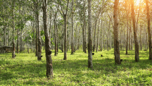 Rubber Market Price: മഴയും ഡോളറും തുണച്ചു; വില വർദ്ധിക്കുമ്പോൾ നേട്ടം ഇക്കൂട്ടർക്ക് Rubber Market Price: മഴയും ഡോളറും തുണച്ചു; വില വർദ്ധിക്കുമ്പോൾ നേട്ടം ഇക്കൂട്ടർക്ക്