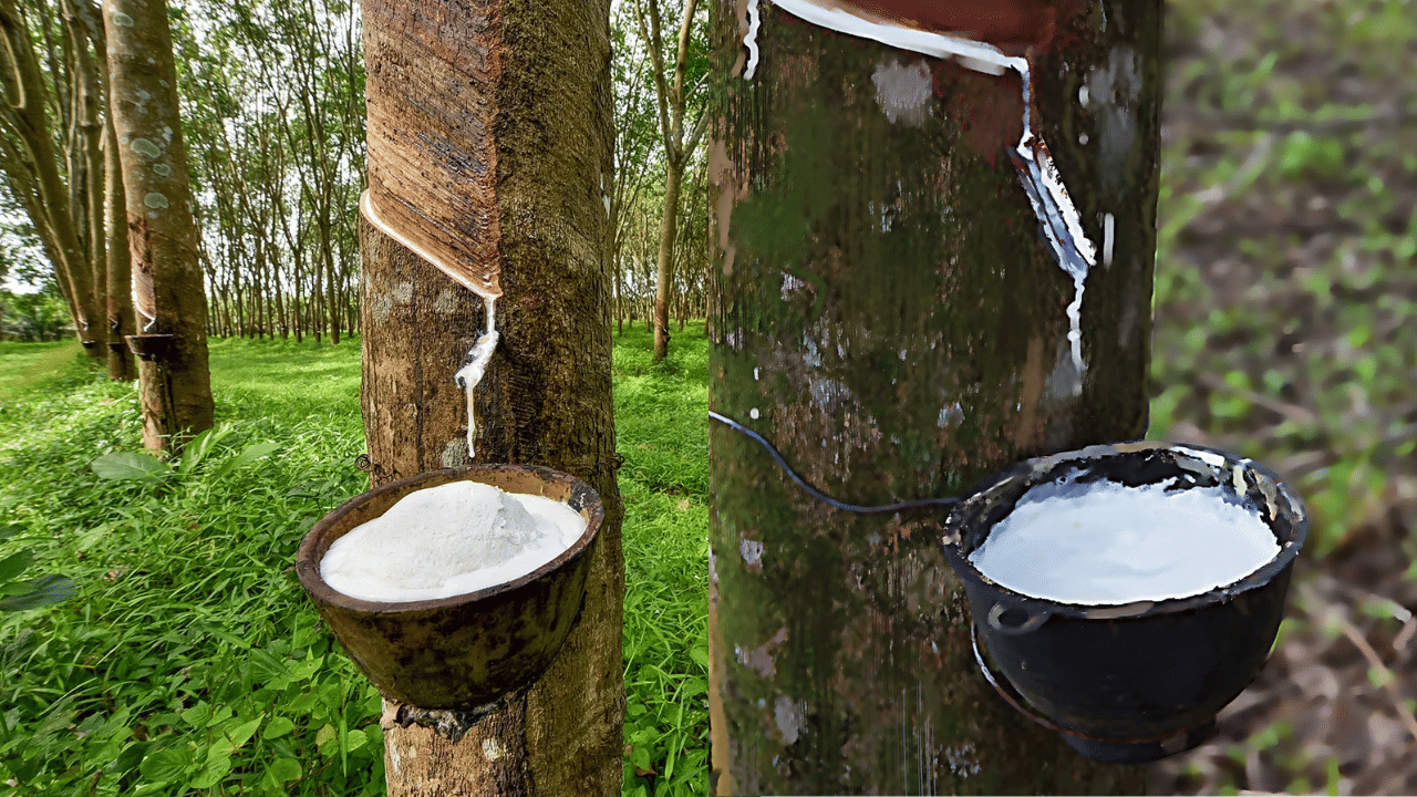 കാലാവസ്ഥ വ്യതിയാനത്തിനൊപ്പം വിനിമയ വിപണിയിലെ ചാഞ്ചാട്ടങ്ങളും റബറിന് രക്ഷകരായി. ആഗോള റബർ വിപണിയിലെ ചലനങ്ങൾ കണ്ട്‌ നിക്ഷേപകർ പ്രമുഖ അവധി വ്യാപാരകേന്ദ്രങ്ങളിൽ ബാധ്യതകൾ വിറ്റുമാറാൻ നടത്തിയ നീക്കം ഏഷ്യൻ വിപണികളെ ബാധിച്ചു. (Image Credit: Social Media)