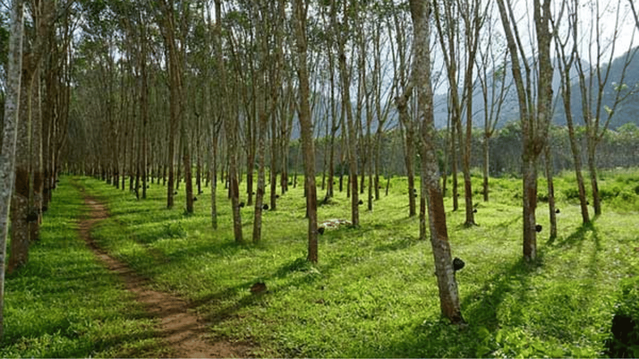 മഴ ശക്തമായതോടെ കേരളത്തിലെ റബർ വില വർദ്ധിച്ചു. കിലോയ്ക്ക് രണ്ട് രൂപയാണ് കൂടിയത്. കനത്ത മഴ ടാപ്പിം​ഗിനെ ബാധിച്ചതോടെ ഷീറ്റിന് ആവശ്യകത കൂടിയതാണ് ഇതിന് കാരണം. (Image Credit: Social Media)