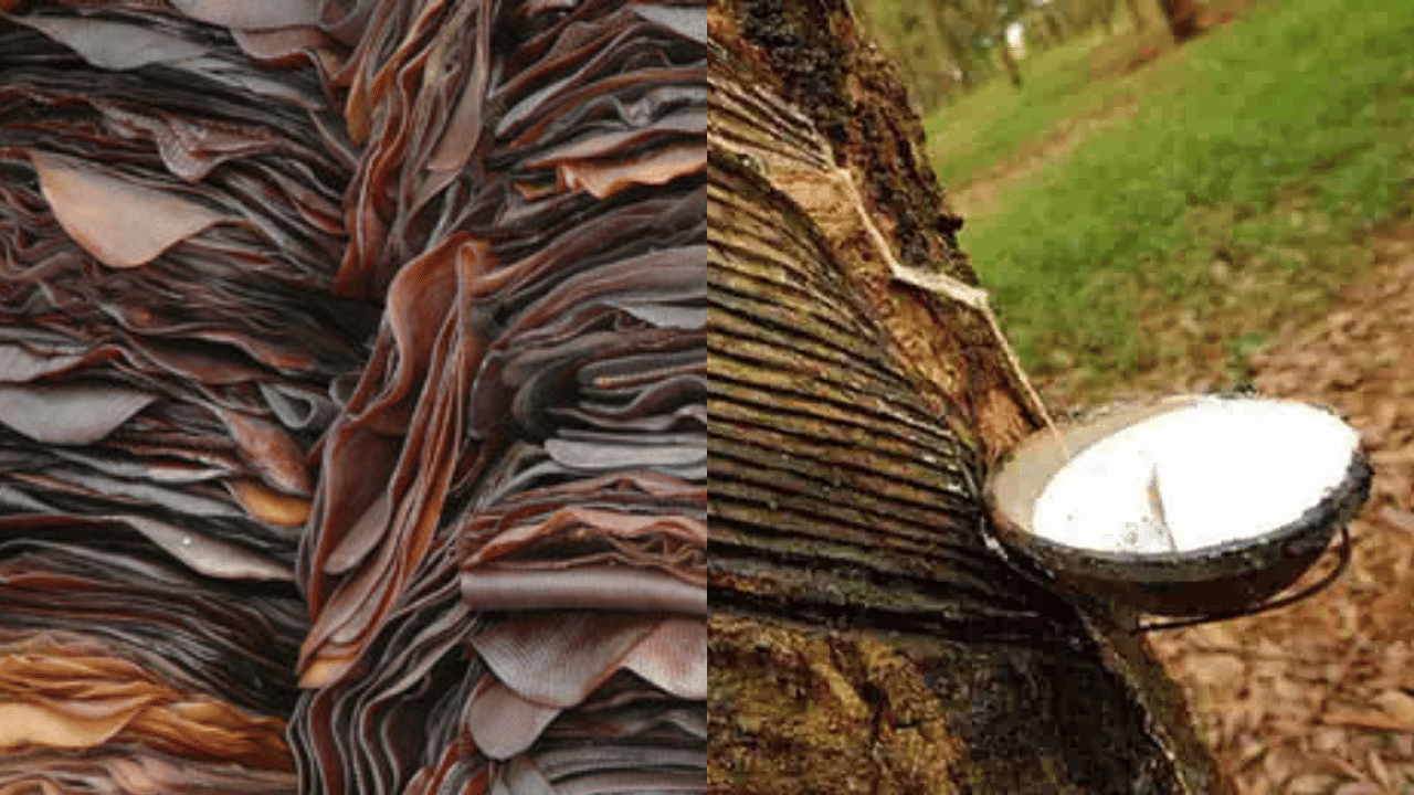 നിലവിൽ ആര്‍.എസ്.എസ് ഫോര്‍ കിലോയ്ക്ക് 178.50 ഉം റബര്‍ബോര്‍ഡ് വില 186.50 ആയി. ബാങ്കോക്ക് ആര്‍.എസ്.എസ് ഫോർ വില 175 രൂപയാണ്. കേരളത്തിൽ വാരാന്ത്യം നാലാം ഗ്രേഡ്‌ റബർ 18,700 രൂപയായും അഞ്ചാം ഗ്രേഡ്‌ 18,400 രൂപയായും ഉയർന്നു. (Image Credit: Social Media)