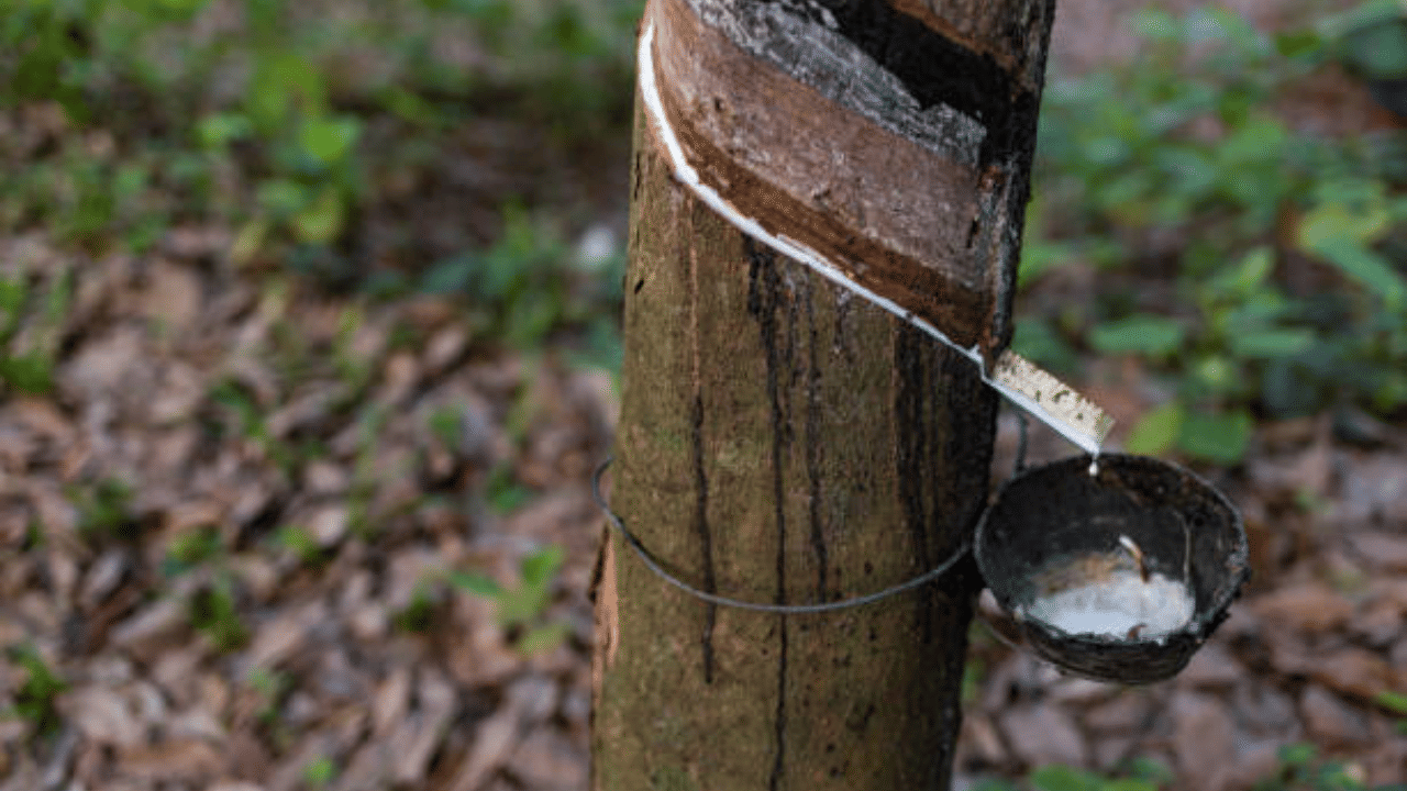 യെന്നിന്റെ മൂല്യത്തകർച്ച വിദേശനിക്ഷേപകരെ റബർ മാർക്കറ്റിലേക്ക് ആകർഷിച്ചു. കൂടാതെ, ടാപ്പിങ്‌ സീസണിൽ കാലാവസ്ഥ വില്ലനാവുമെന്ന സൂചന ബാങ്കോക്കിൽ ഷീറ്റ്‌ വില കിലോ 182 രൂപയായി ഉയരാൻ കാരണമായി. (Image Credit: Social Media)