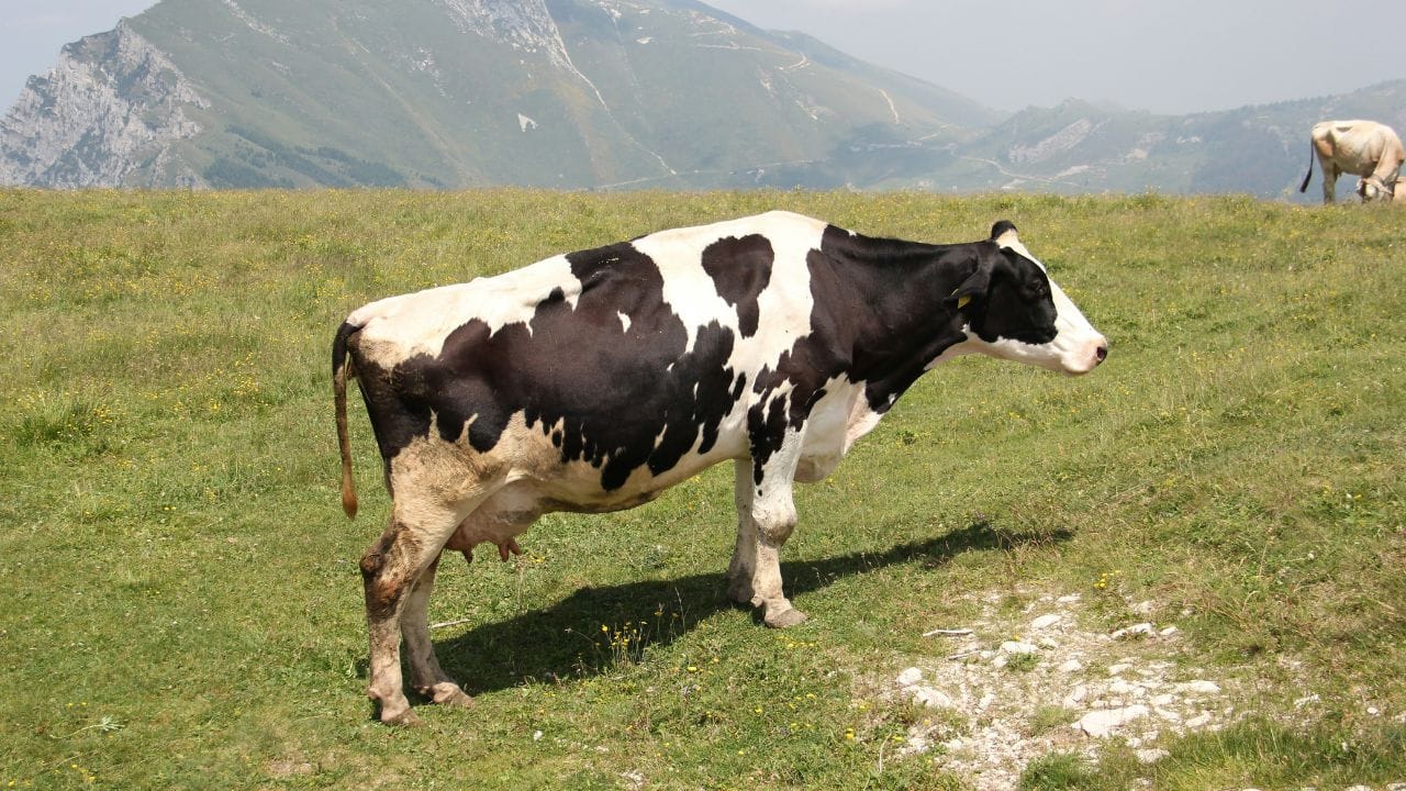 കൈലാസ് മാനസരോവർ യാത്ര... ചാർത്ഥാം യാത്രകൾ തുടങ്ങിയവ സംബന്ധിച്ചുള്ള പുസ്തകങ്ങൾ മറിച്ചു നോക്കുമ്പോൾ അതിൽ പൊതുവെ കാണുന്ന ഒരു രുചിയോർമ്മ ഉണ്ട്. ഹിമാലയസാനുക്കളിലെ കുഞ്ഞു ചായക്കടകളിൽ നിന്ന് കഴിച്ച റൊട്ടിയുടേയും സബ്ജിയുടേയും ചായയുടേയും തൈരിന്റേയും കഥ. 