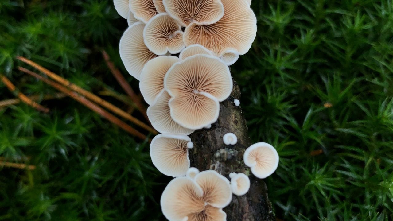 കൂണുകൾ പച്ചക്കറിയല്ല, വിത്തുകളോ വേരുകളോ സൂര്യപ്രകാശമോ ഇല്ലാതെ വളരുന്ന ഫംഗസ് വിഭാഗമാണ്.