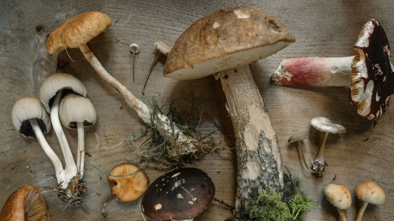 കൂണിൽ കലോറി കുറവാണ്. നാരുകൾ, ആന്റിഓക്സിഡന്റുകൾ, ബി വിറ്റാമിനുകൾ, സെലിനിയം, പൊട്ടാസ്യം, വിറ്റാമിൻ ഡി തുടങ്ങിയ അവശ്യ വിറ്റാമിനുകളും ധാതുക്കളും ഇതിൽ ധാരാളമായി അടങ്ങിയിരിക്കുന്നു.