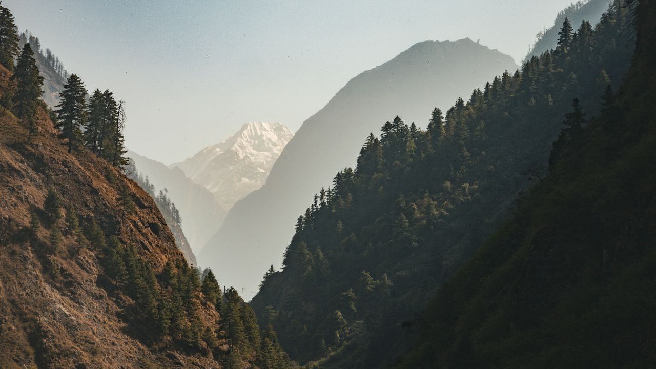 ഈ പശുക്കൾ ഹിമാലയൻ മലനിരകളിലെ പ്രകൃതിദത്തമായ പുൽമേടുകളിൽ മേയുന്നവയാണ്. ഇവയുടെ ആഹാരത്തിൽ ധാരാളം ഔഷധഗുണമുള്ള ചെടികളും സസ്യങ്ങളും ഉൾപ്പെടുന്നു. 