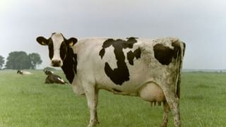 Kerala State Film Awards 2024: വെറുതെ കൊടുത്തതല്ല! എന്തുകൊണ്ട് മമ്മൂട്ടി മികച്ച നടനായി;​ ജൂറിയുടെ വാക്കുകൾ ശ്രദ്ധേയമാകുന്നു