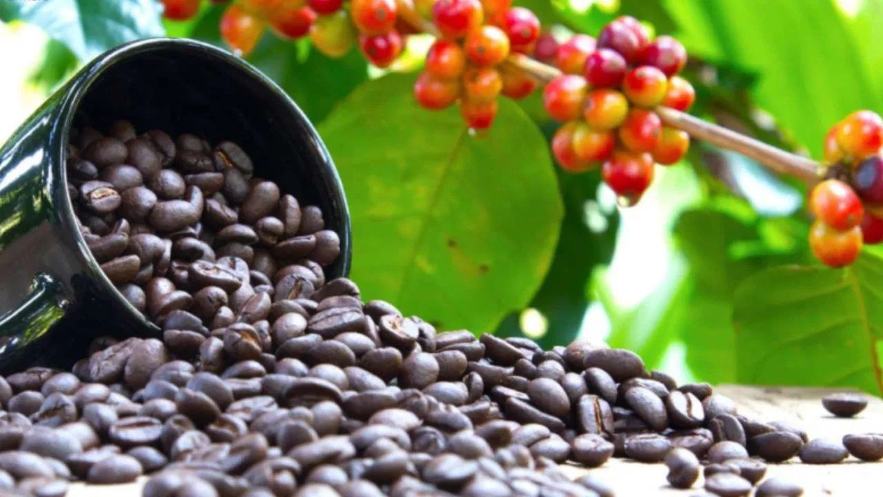 പനാമയില്‍ നിന്നുള്ള ഒരു പ്രീമിയം കാപ്പിക്കുരുവാണ് നിഡോ 7 ഗെയ്ഷ. ഉയര്‍ന്ന ഗുണമേന്മാ-നിലവാരത്തില്‍ റെക്കോര്‍ഡ് സ്‌കോര്‍ നേടിയ കാപ്പിക്കുരുവാണിത്. വളരെ പരിമിതമായ അളവ് മാത്രം ലഭ്യമായ ലോകത്തെ ഏറ്റവും വിലയേറിയ കാപ്പിക്കുരു. പനാമയിലെ ഹസീന്‍ഡ ലാ എസ്‌മെറാള്‍ഡ എന്ന ഫാമില്‍ നിന്നാണ് ഈ കാപ്പിപ്പൊടി വരുന്നത്. 