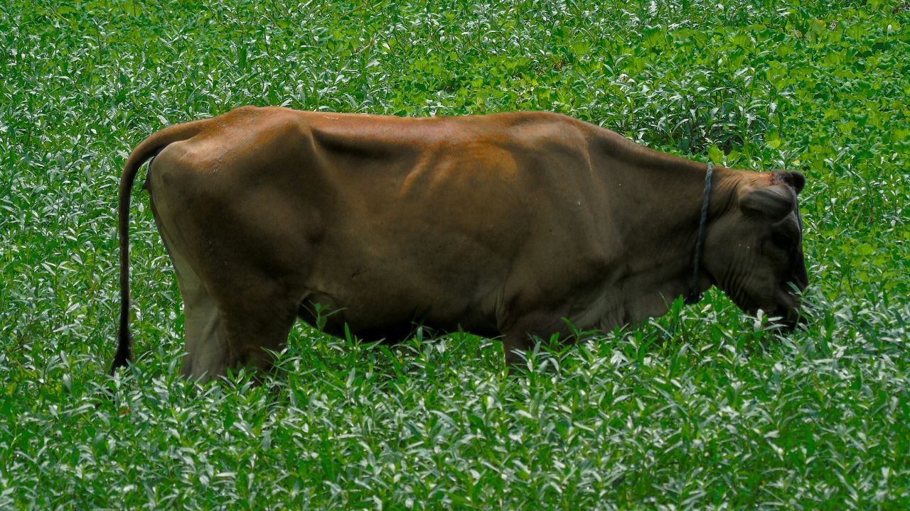 ബദ്രി പശുക്കൾ സാധാരണയായി എ2 പാൽ ആണ് നൽകുന്നത്. ഇത് എളുപ്പത്തിൽ ദഹിക്കുന്നതും പോഷകസമൃദ്ധവുമാണ്. ഇതിൽ നിന്നുണ്ടാക്കുന്ന തൈരിൽ സാധാരണ തൈരിനെക്കാൾ കൂടുതൽ ധാതുക്കളും , ആന്റിഓക്സിഡന്റുകളും അടങ്ങിയിരിക്കാൻ സാധ്യതയുണ്ട് എന്നാണ് കരുതുന്നത്. ബദ്രി പശുവിന്റെ നെയ്യും വളരെ പ്രശസ്തമാണ്.