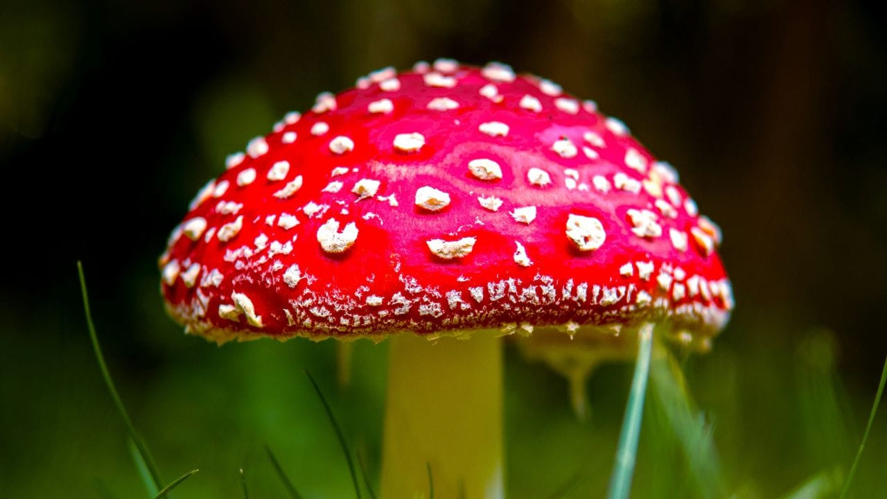 വിഷാംശം കുറവുള്ള കൂണുകൾ കണ്ടെത്തുന്നതിനു ചില വഴികളുണ്ട്. ഇതിൽ ആദ്യത്തേത് വെളുത്ത ചെകിളകളുള്ള കൂണുകൾ ഒഴിവാക്കുക എന്നതാണ്. തണ്ടിൽ തള്ളിനിൽക്കുന്നതോ മോതിരം പോലുള്ളതോ ആയ ഭാഗവും, ചുവട്ടിൽ ഉരുണ്ടതോ സഞ്ചിപോലുള്ളതോ ആയ ഭാഗവും ഉള്ള കൂണുകൾ ഒഴിവാക്കുക. കുടയിലോ തണ്ടിലോ ചുവപ്പ് നിറമുള്ള കൂണുകൾ ഒഴിവാക്കുക.