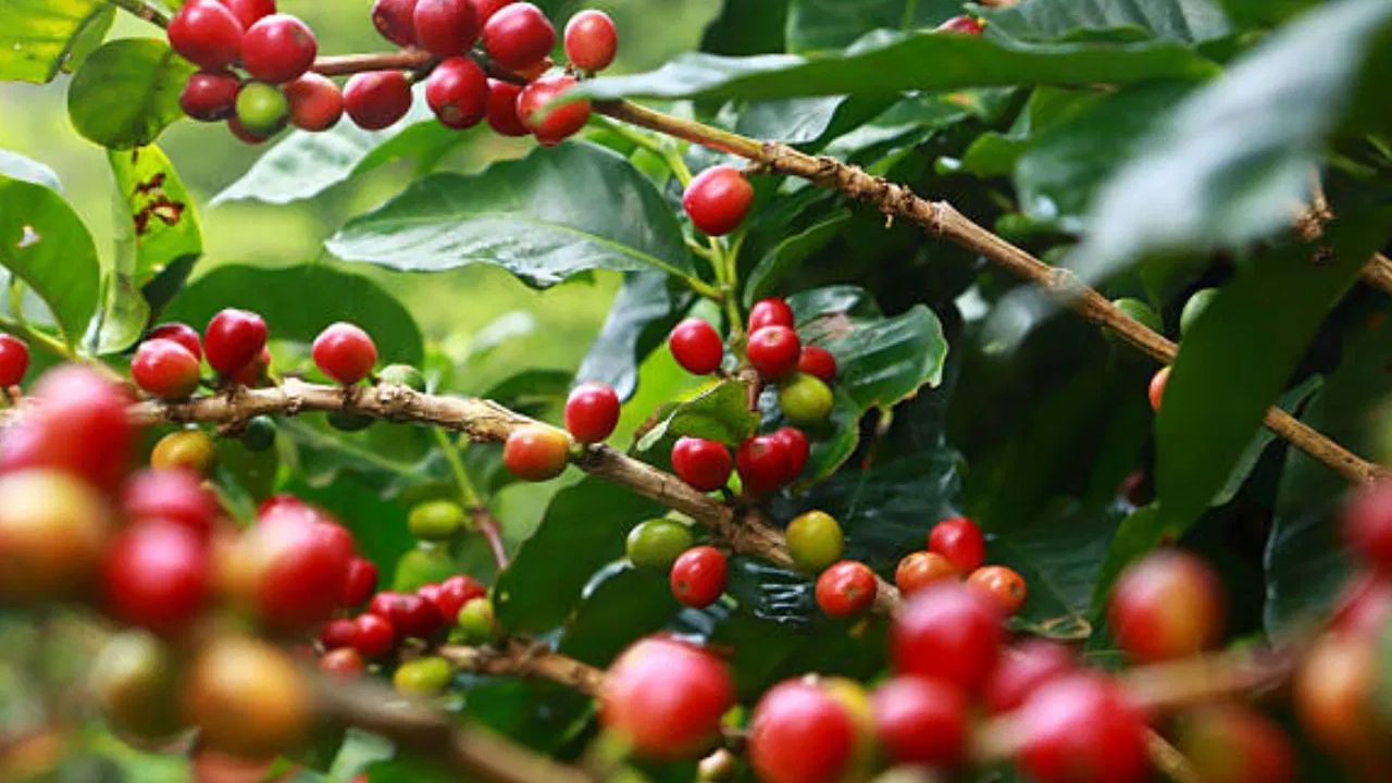 2004 ലാണ് ഈ കാപ്പിക്കുരുവിനെ തിരിച്ചറിഞ്ഞ് ഈ ഫാമിലുള്ളവർ പ്രചാരം നൽകിയത്. എത്യോപ്യയില്‍ വേരുകളുള്ള ഈ കാപ്പി 1930 കളില്‍ കോസ്റ്റ റിക്കയിലേക്കും പിന്നീട് പനാമയിലേക്കും എത്തി. ബറൂ അഗ്‌നിപര്‍വതത്തിനടുത്തുള്ള ചിക്വിരി ഹൈലാന്‍ഡ്‌സില്‍ 1,800-2,000 മീറ്റര്‍ ഉയരത്തിലുള്ള ഭൂപ്രദേശത്തെ തോട്ടത്തിലാണ് ഇത് വളരുന്നത്. ഏകദേശം 20 കിലോഗ്രാം കാപ്പിക്കുരുമാത്രമേ ലോകത്ത് നിലവിലുള്ളൂ.